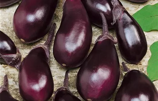 Aubergine 'Ophelia'