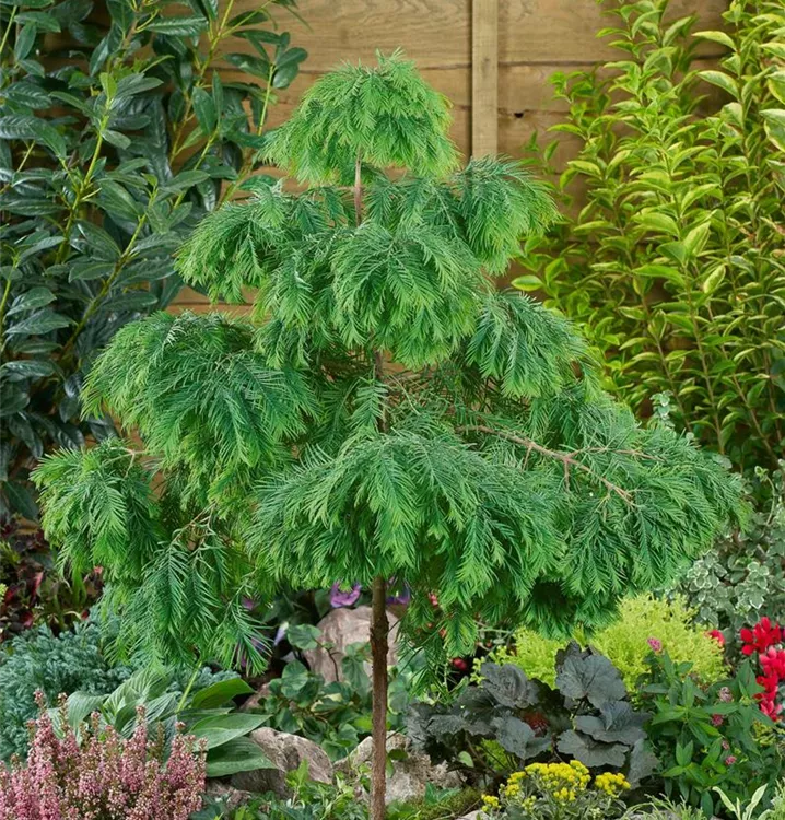 Chinesisches Rotholz 'Matthaei Broom'