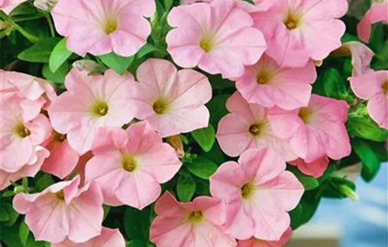 Petunie 'Potunia'®