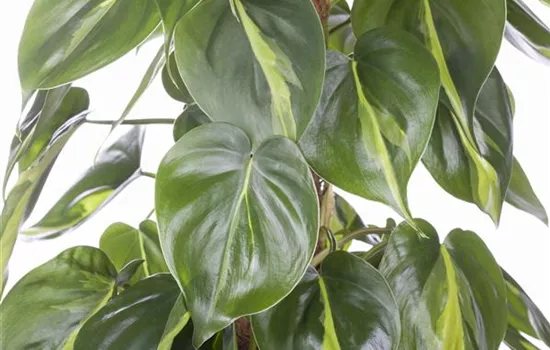 Philodendron