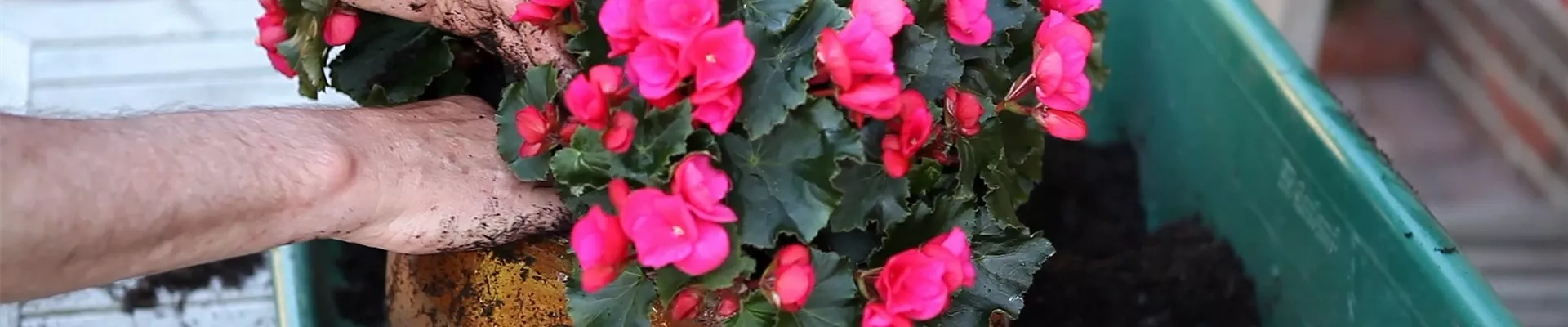 Betulia - Einpflanzen im Blumenkübel (thumbnail).jpg