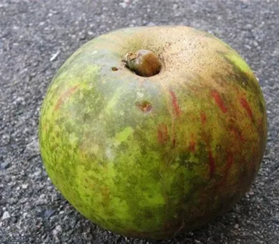 Rußfleckenkrankheit bei Äpfeln