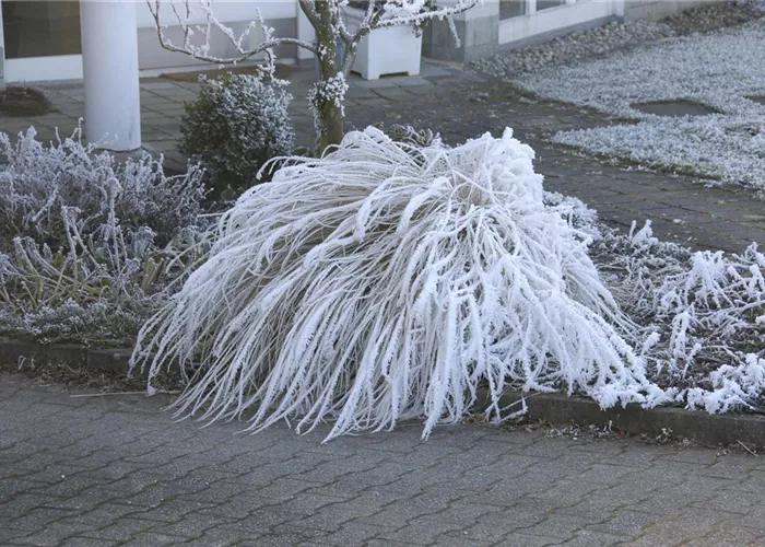 Winterharte Gräser - Pflegeleicht und sehr robust