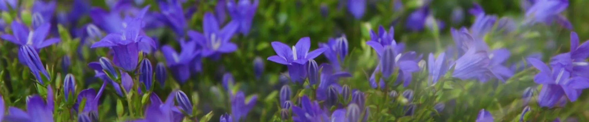 Glockenblume - Einpflanzen in den Garten (thumbnail).jpg