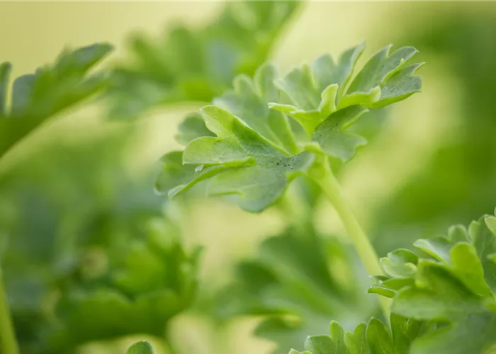 Urban Gardening – frische Kräuter für den Balkon