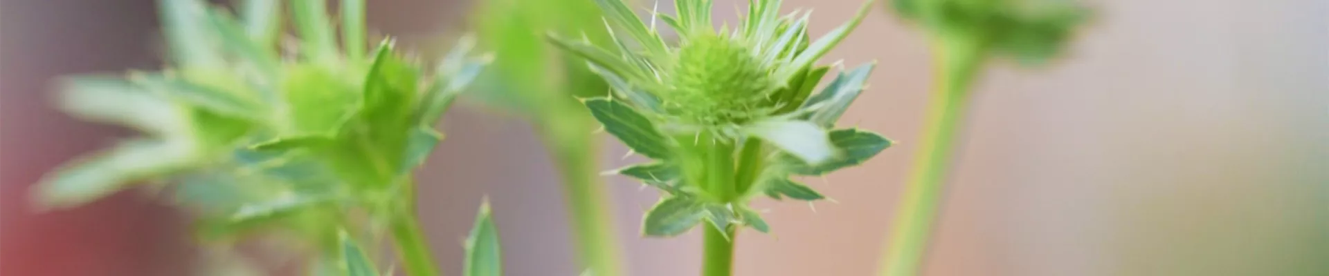 Edeldistel - Einpflanzen im Garten (thumbnail).jpg