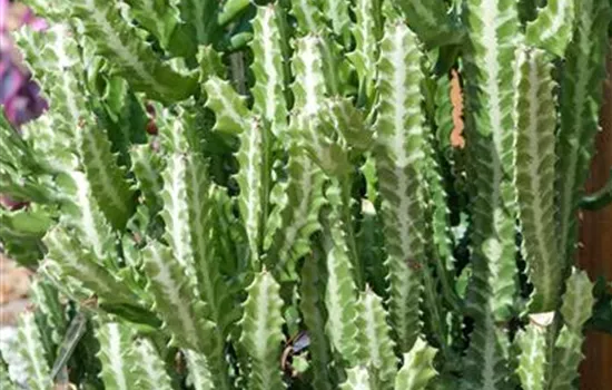 Euphorbia lactea