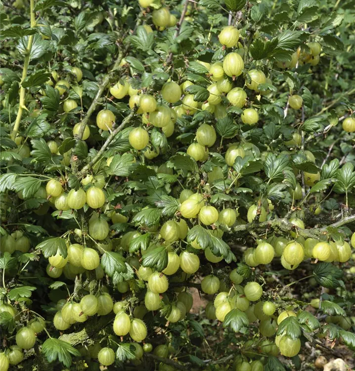 Stachelbeere 'Hinnonmäki'