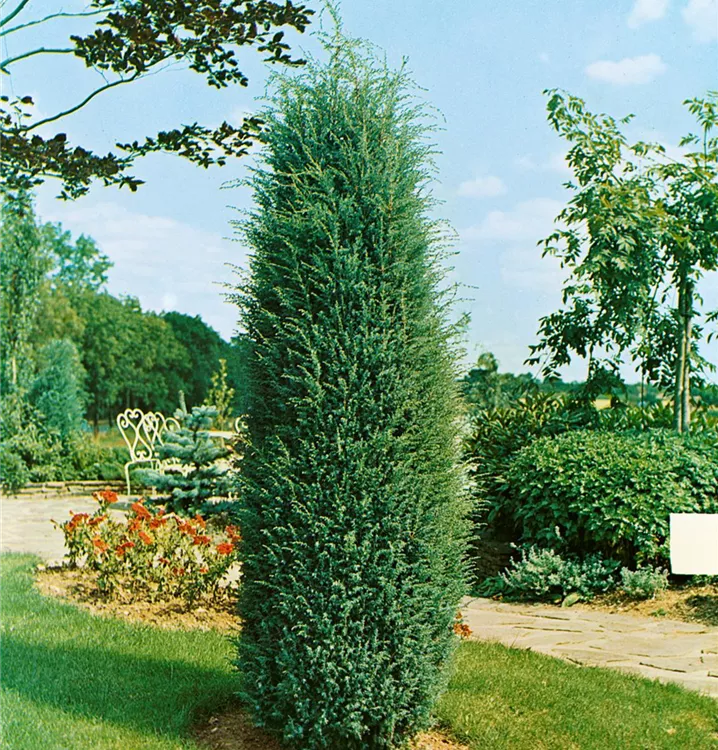 Irischer Säulenwacholder 'Hibernica'