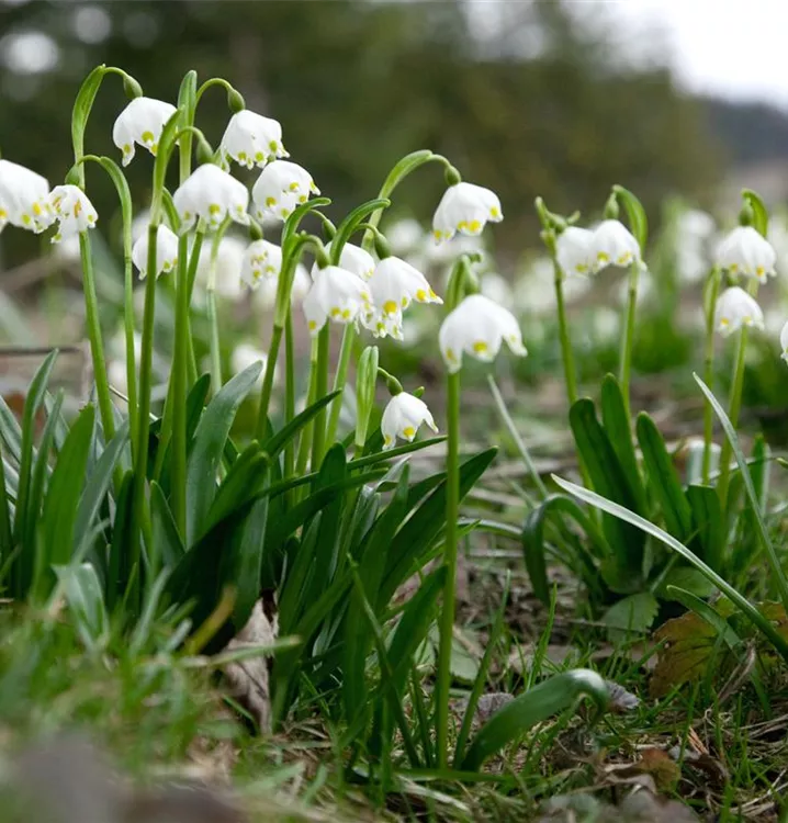 Frühlings-Knotenblume