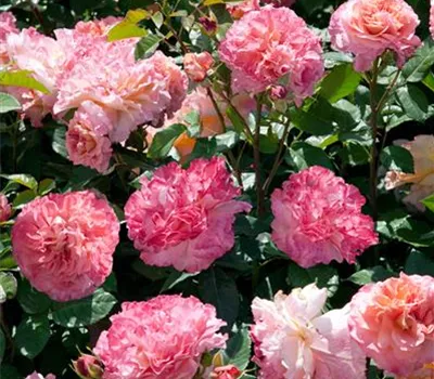 Edelrose 'Augusta Luise'®