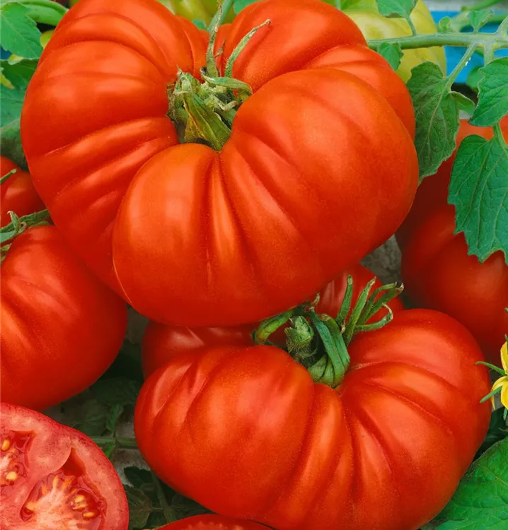 Tomate 'Beefsteak'