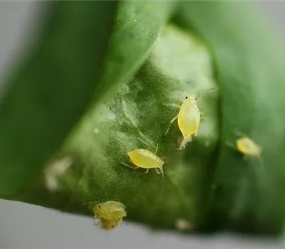 Blattläuse an Liguster