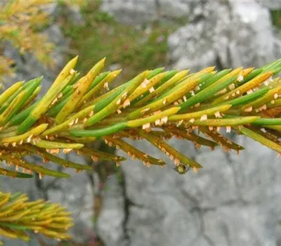 Pilzliche Nadelerkrankungen