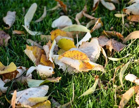 Rasenpflege im Winter - Das neue Gartenjahr startet grün