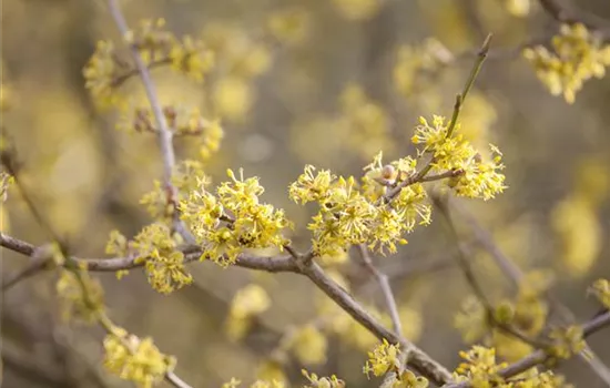 Frühblühende Gehölze starten in den Frühling