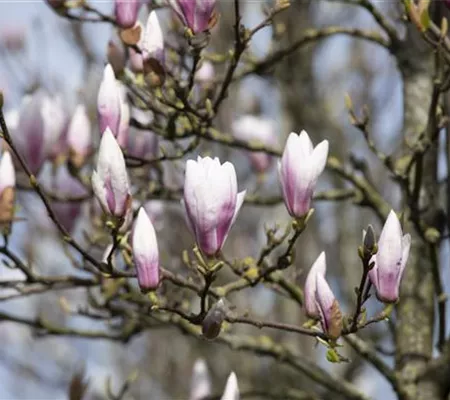 Die Magnolie – Blütenzauber im Frühling