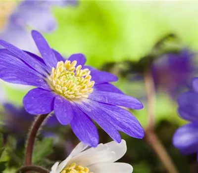 Anemonen im Topf bringen Farbenfreude auf den Balkon