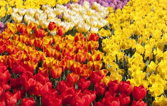 Tulpenzwiebeln einpflanzen – Beetgestaltung mit Tulpen