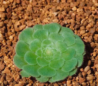 Aeonium