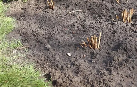 Dahlien - Einpflanzen im Garten