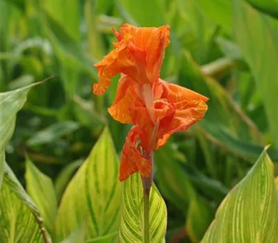 Indisches Blumenrohr überwintern