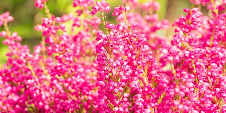 Erica gracilis, pink