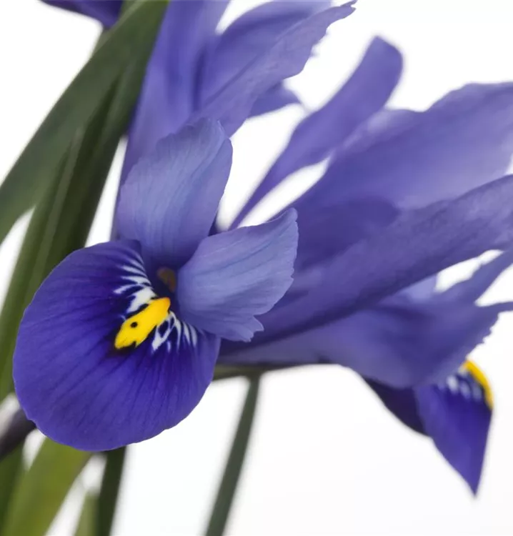 Verschiedenfarbige Sumpf-Schwertlilie