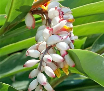 Muschelingwer 'Variegata'