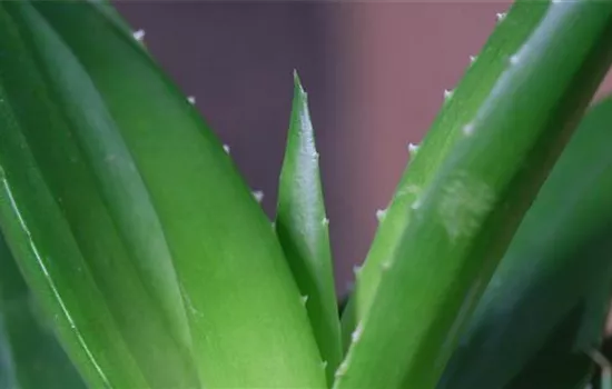 Aloe Vera (klein) - Umtopfen