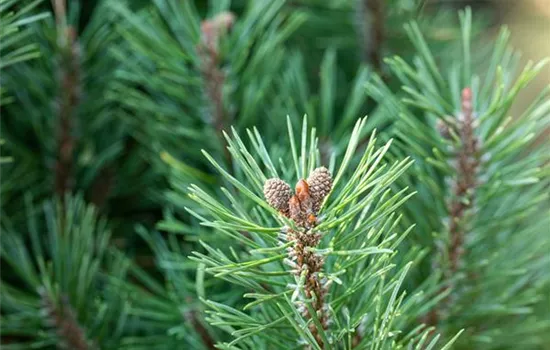 Die passenden Nadelgehölze für jeden Standort im Garten