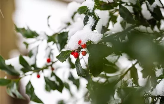 Top 10 der besten Winterpflanzen für Garten und Balkon