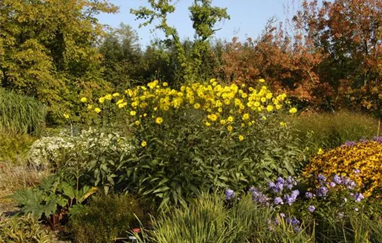 Langlebige Sonnenstauden für den Garten