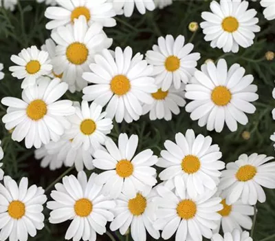 Strauchmargerite 'Crazy Daisy'