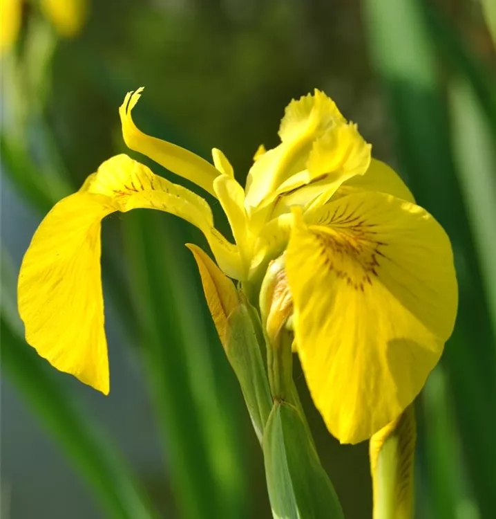 Gelbe Sumpf-Schwertlilie