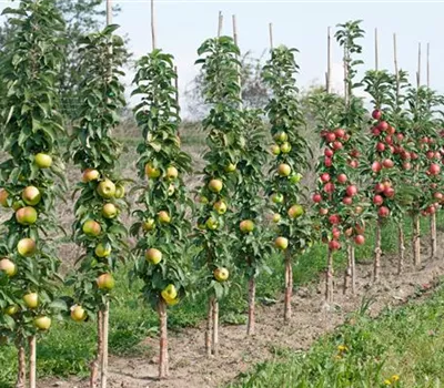 Säulenapfel 'Starline'